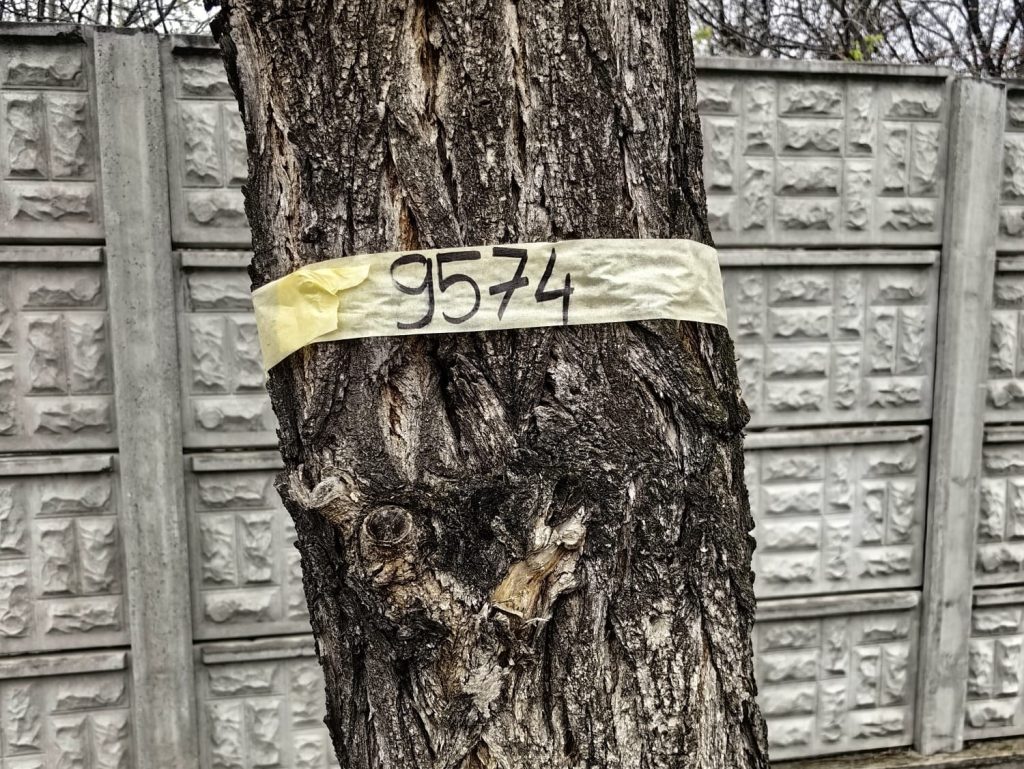 A inceput inventarierea arborilor din Oradea provocari intalnite