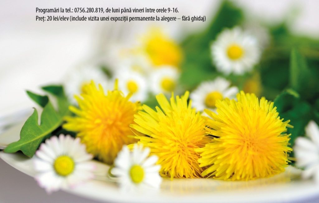 Atelier de educatie muzeala Lumea plantelor medicinale