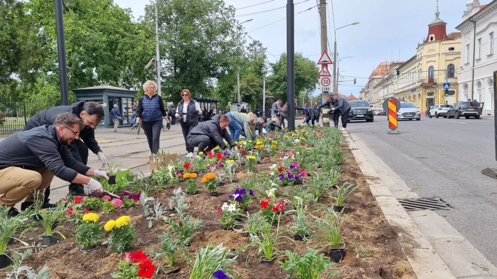 5600 de flori plantate de Primaria Oradea in Civic