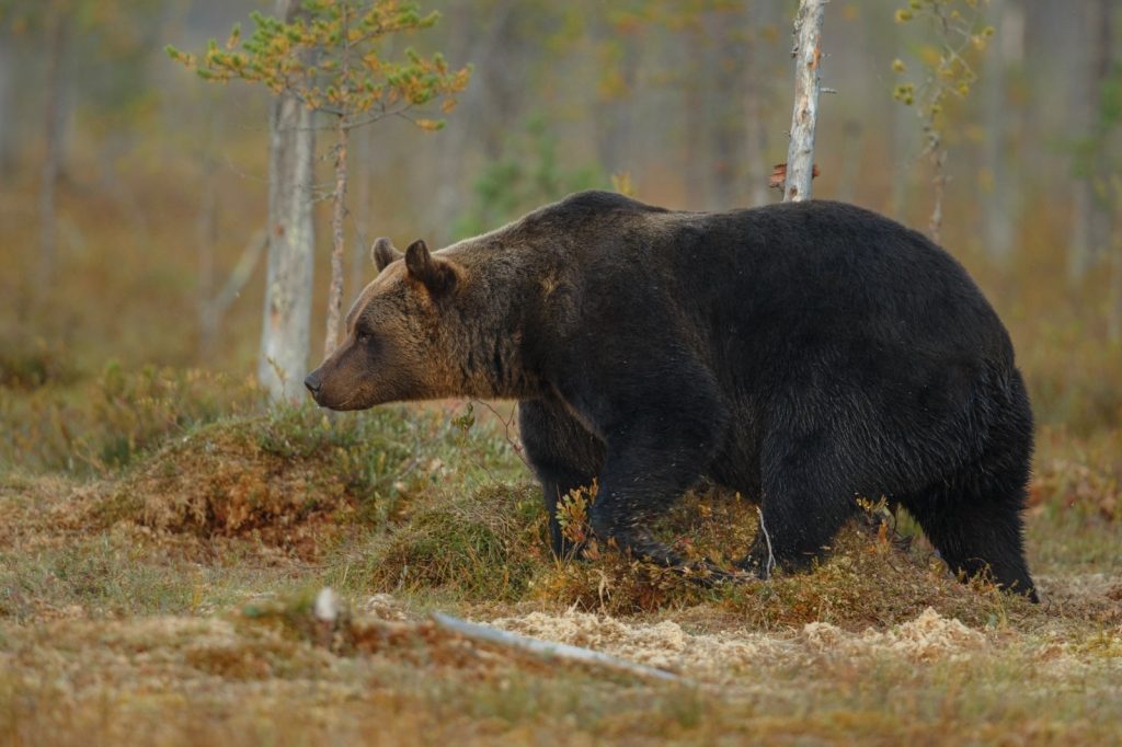 Alerte Ro Alerte in Bihor Urs intre Salist e si Sacalasau