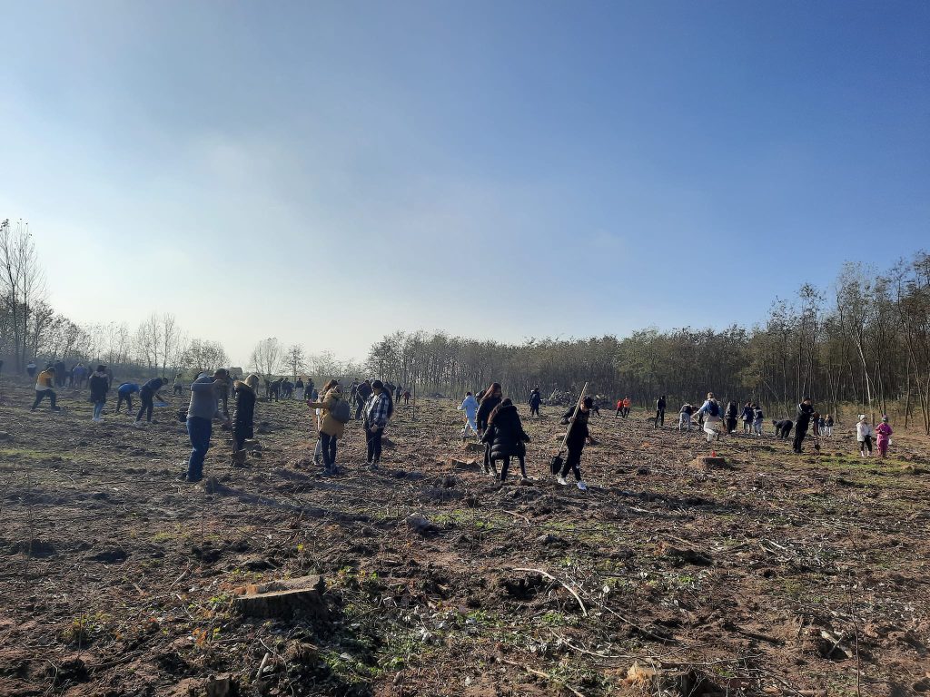 Peste 270 hectare in Bihor vor fi impadurite