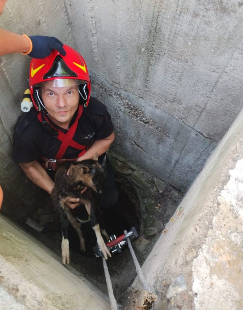 Ied salvat de pompierii bihoreni dintr o fantana