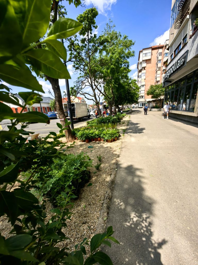 Noi zone verzi pe bulevardul Decebal din Oradea