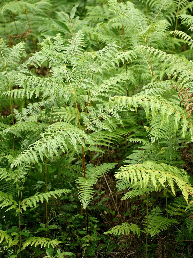 Peste 600 hectare din ariile protejate Bihor curatate