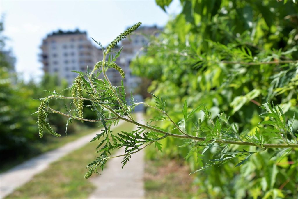 Primaria Oradea lupta impotriva ambroziei planta alergenica