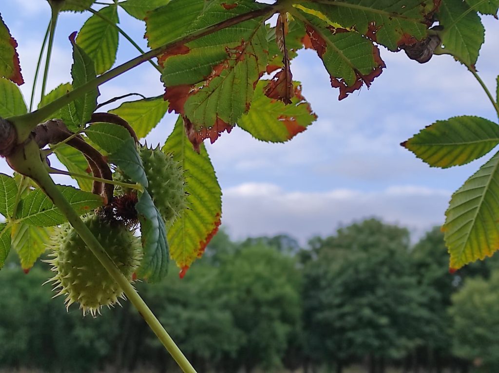prognoza meteo pana pe 1 septembrie vremea in 4 saptamani