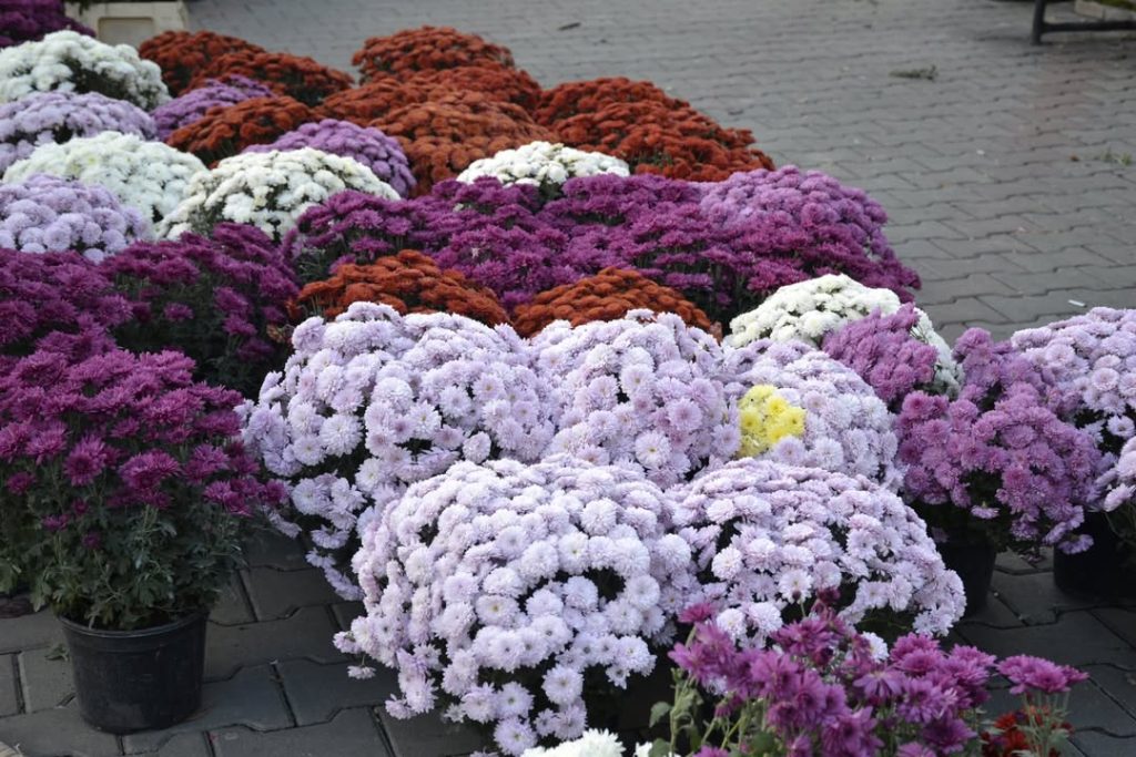 ADP organizeaza licitatie pentru florile de Ziua Mortilor